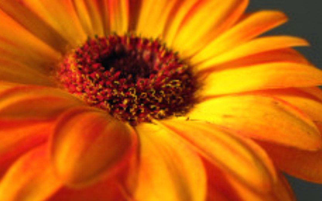 Van afkeur naar Zelf-healing